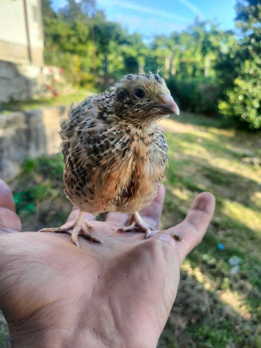 Codornizes e derivados