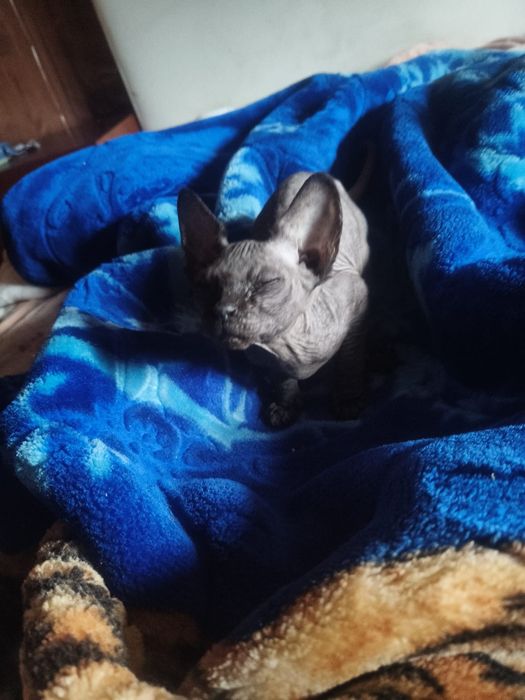 Gatinho macho escuro