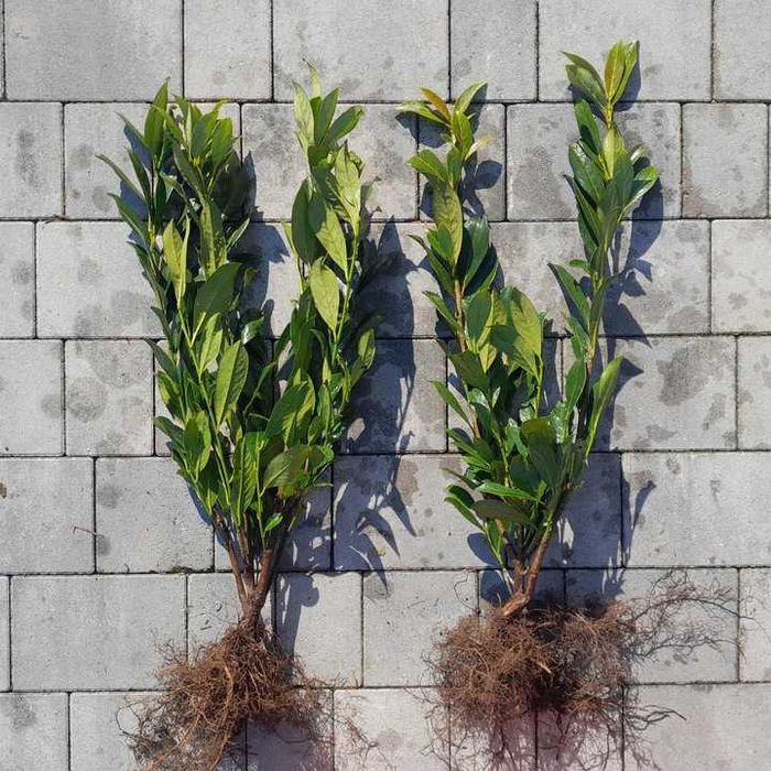 Laurowiśnia wschodnia! Sadzimy! 200 cm! Dowozimy! Novita! Caucasica!