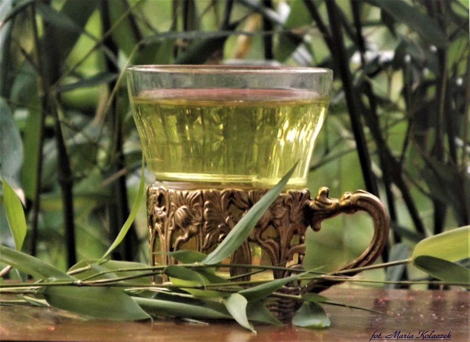 Bambus Bisetta mrozoodporny