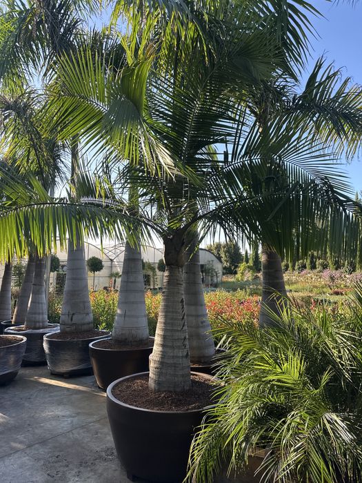 Palmeiras Raras - VEITCHIAS - HYOPHORBES - LICUALAS