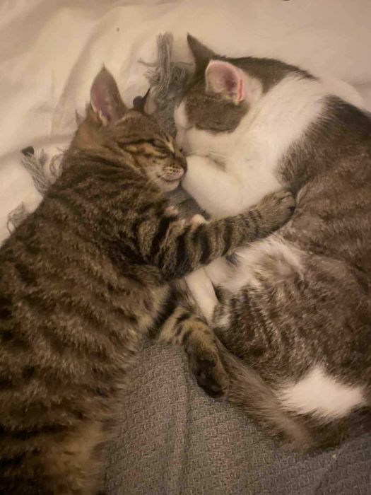 Kotka i kotek do adopcji Helenka i Śrubka