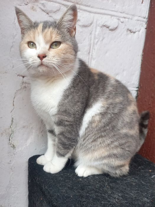 Триколорка проситься в сім'ю