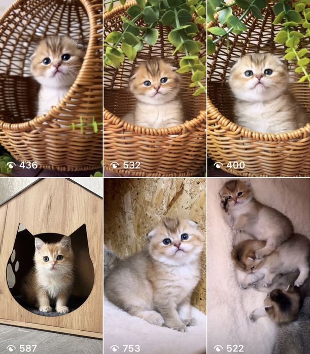 Шикарні шотландські дівчатка і хлопчики