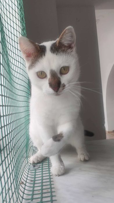 Biała Kicia szuka domku