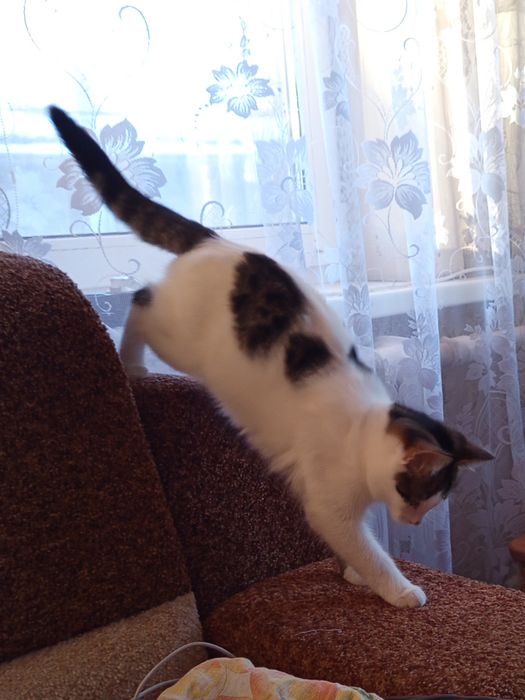 Маленький клубочок щастя.