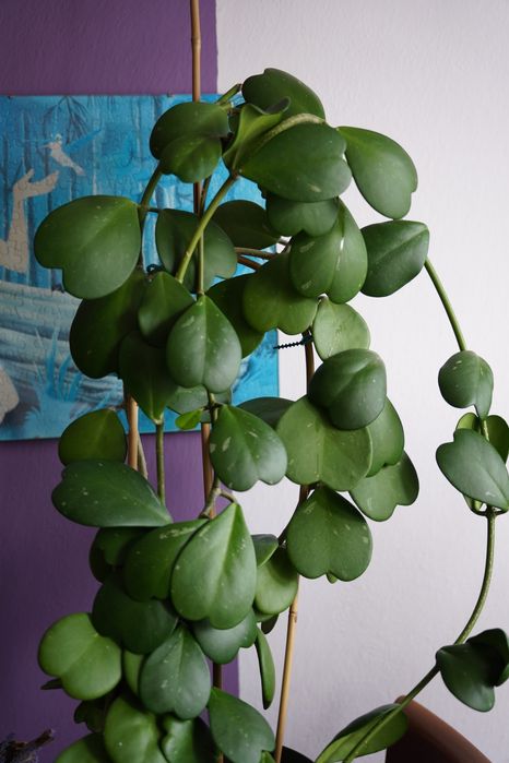 Hoja okolo 80 cm