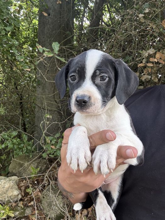 American staffordshire terrier femea