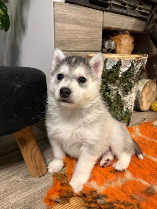 Siberian husky szczeniaczeki FCI