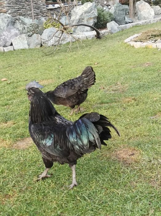 para kur  Ayam Cemani