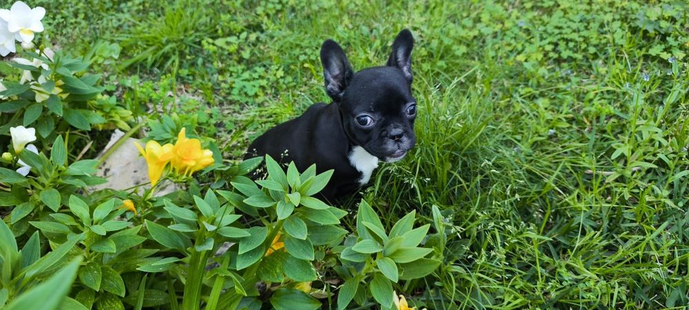Bulldog francês fêmea criado em ambiente familiar disponível para entr