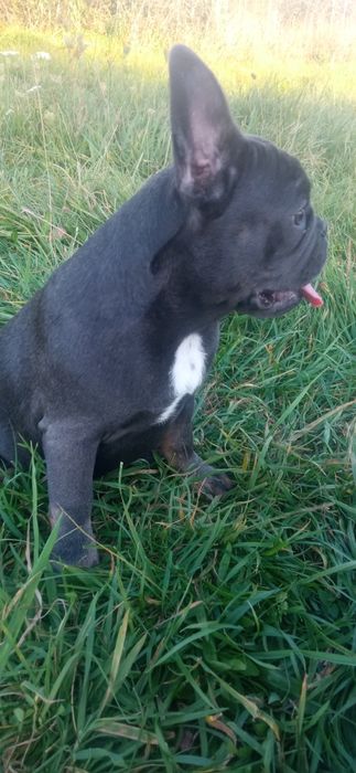 Бульдоги де франсе