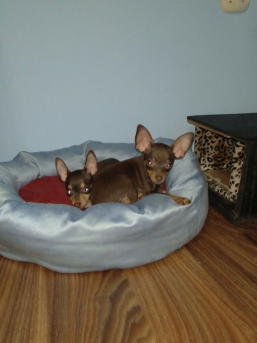 самая лучшая это тоичка