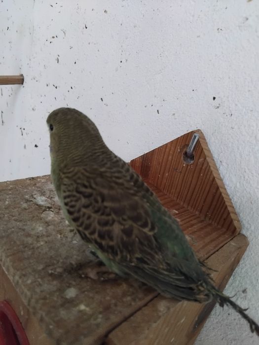 Vendo ou  troco por outras aves no meu interesse