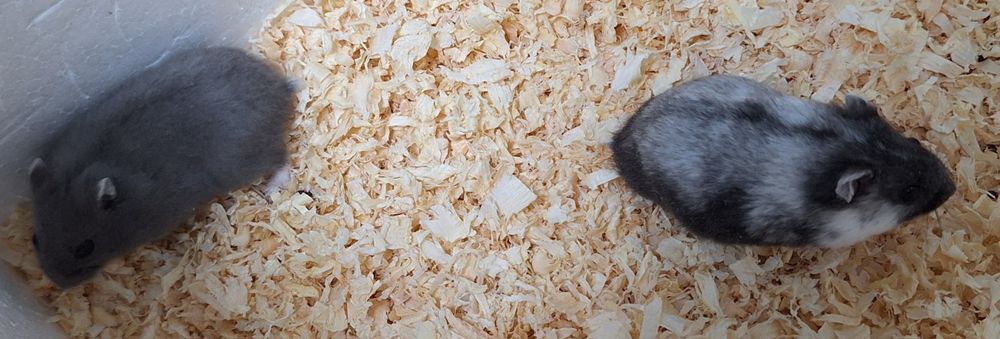 Chomiki dżungarskie