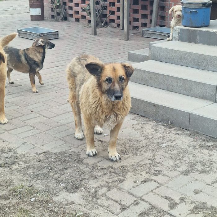 Sonia piękna suczka z ogromnym sercem.