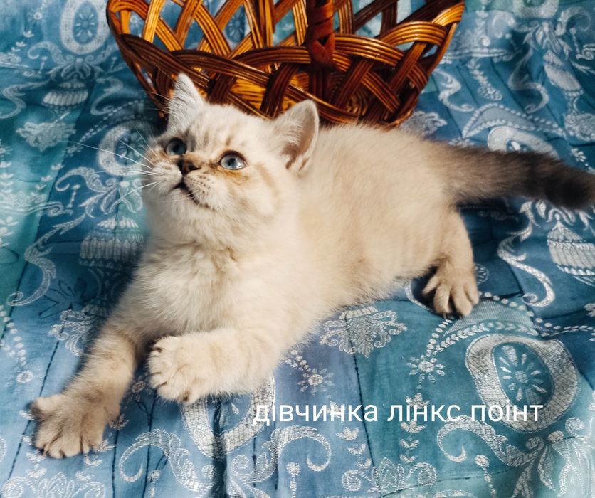 Чистокровні кошенята