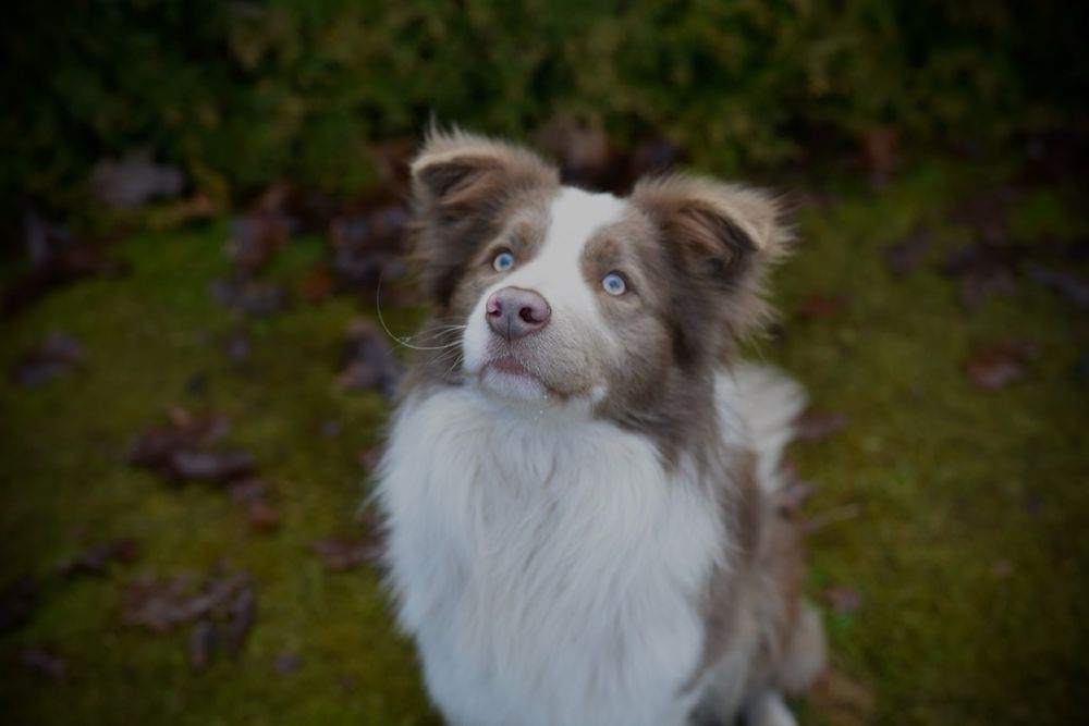 Border collie lilac