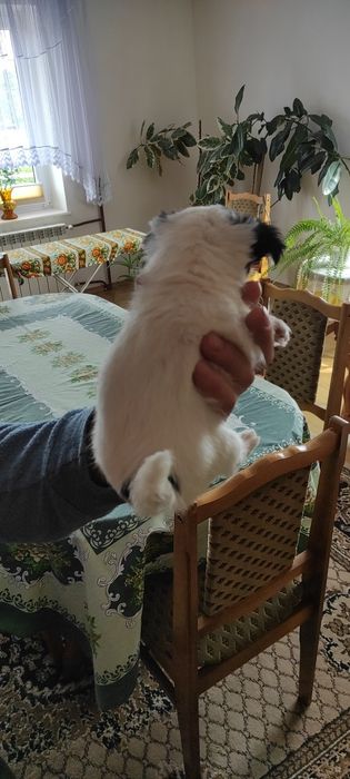 Długowłosa sunia chihuahua