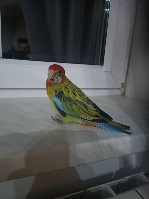 Piękne kolorowe papużki