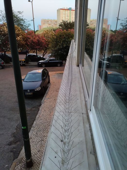 Desinfestações 24h