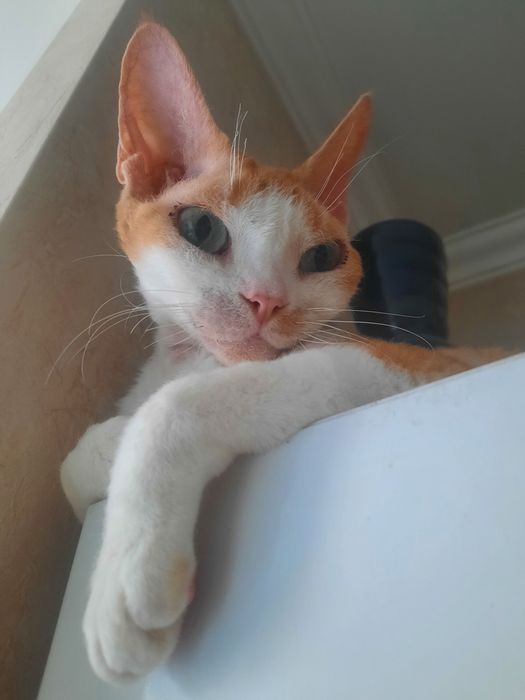 Котик Девон рекс