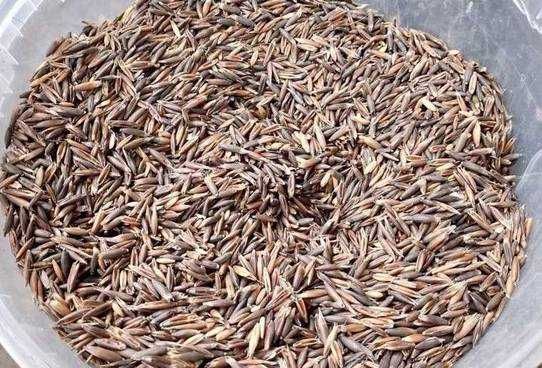 Łubin karo           .