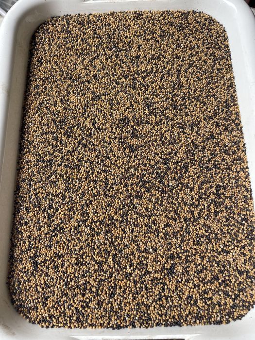 Горчица, гірчиця