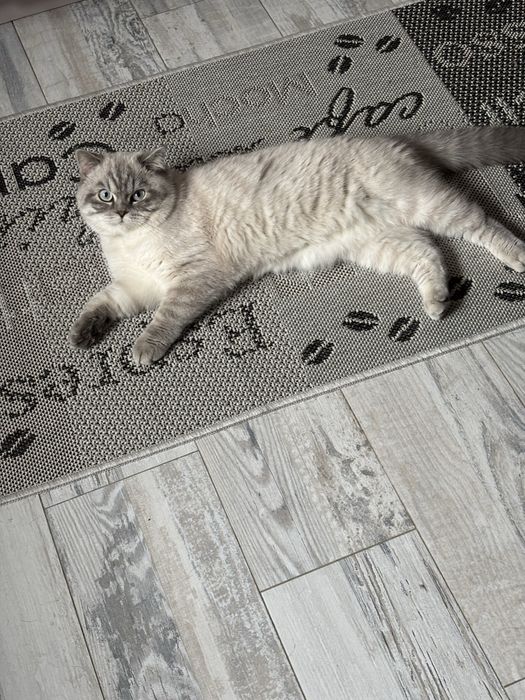 Кот на вязку британец