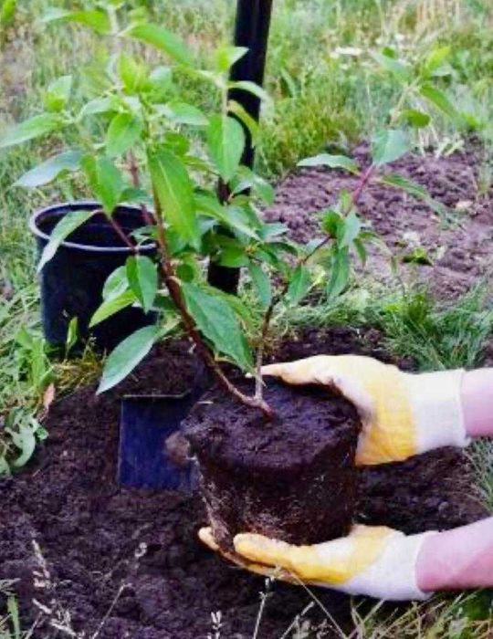 Construção Civil, Jardins, Ar Condicionado e instalações elétricas