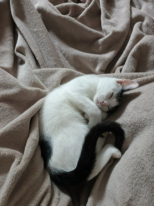 Kot kotka Lindzia do adopcji ok 17 tyg