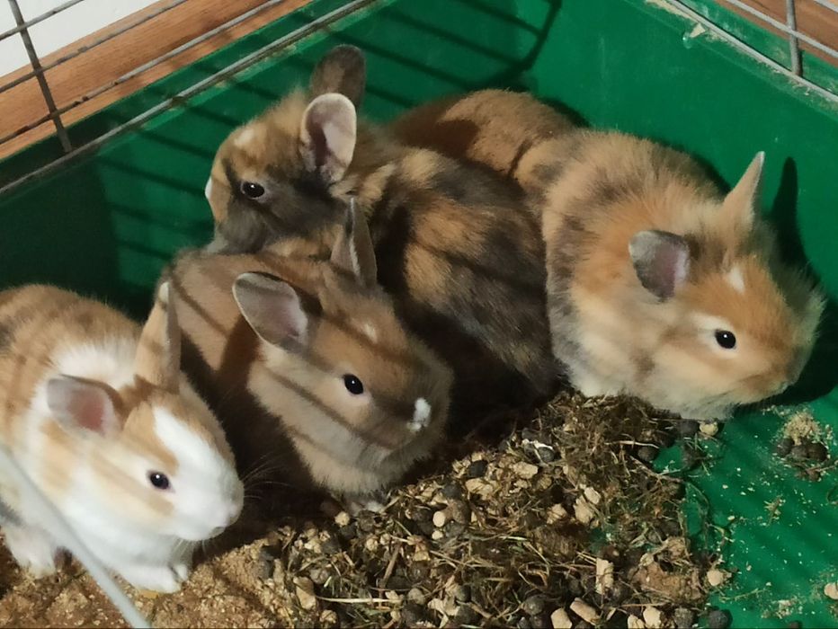 AKTUALNE Króliki miniaturki malutkie