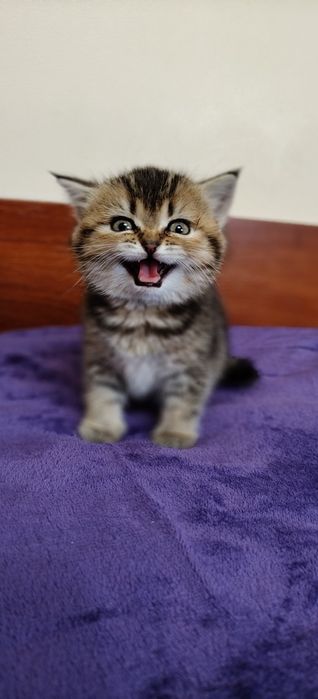 Кішка NY25 британська короткошерстна гостровуха