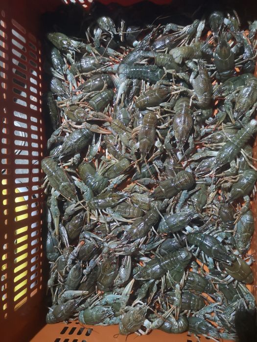 Продам живі раки