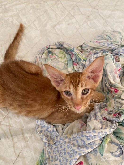 Котик довгошерстий орієнтал (яванез)