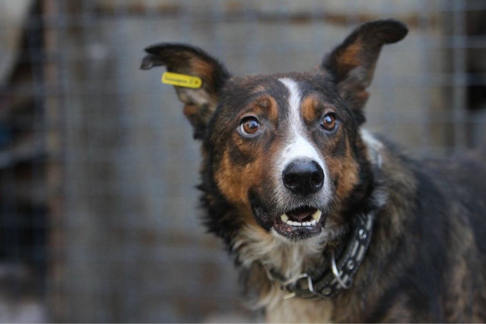 Шукаємо родину для песика!