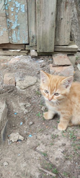 Бесплатно котята 1.5месяца