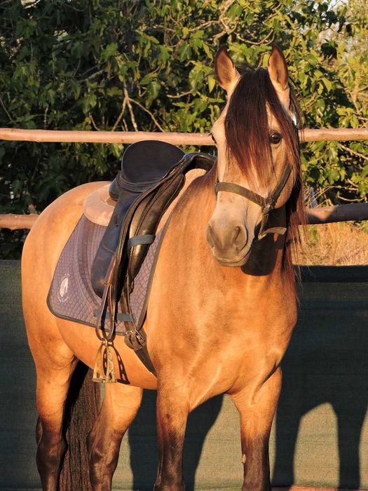 Lindo D-pony baio "Poneì Português"