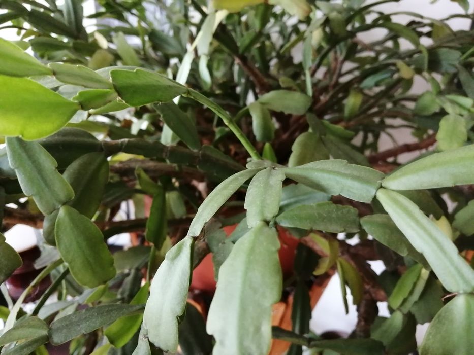 Kwiat grudnik zygokaktus SUPER kaktus szlumbergera DUŻY