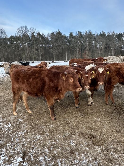 Sprzedam bydło mięsne