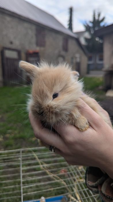 Króliczki miniaturki baranki