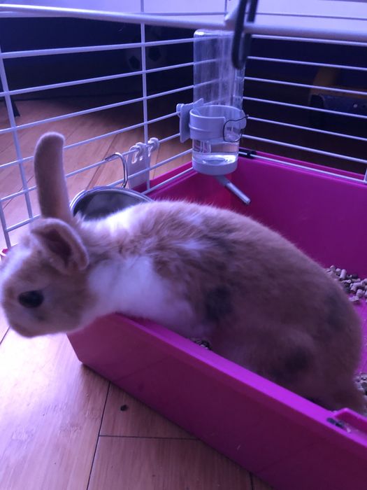 Декоративний кролик