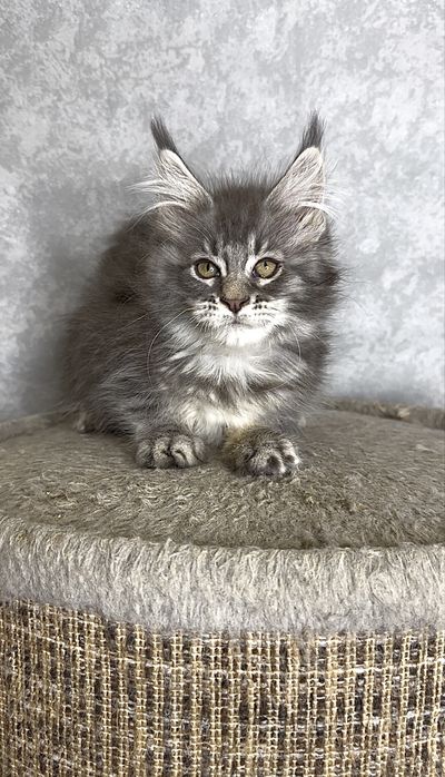 Хлопчик мейн-кун блакитний мармур на сріблі