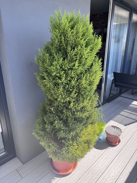 Sprzedam cyprysa 150 cm!