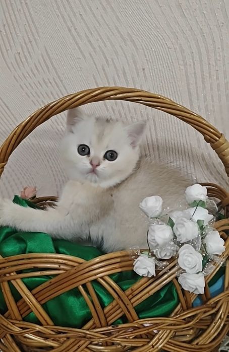 Чистокровная девочка серебристая шиншилла