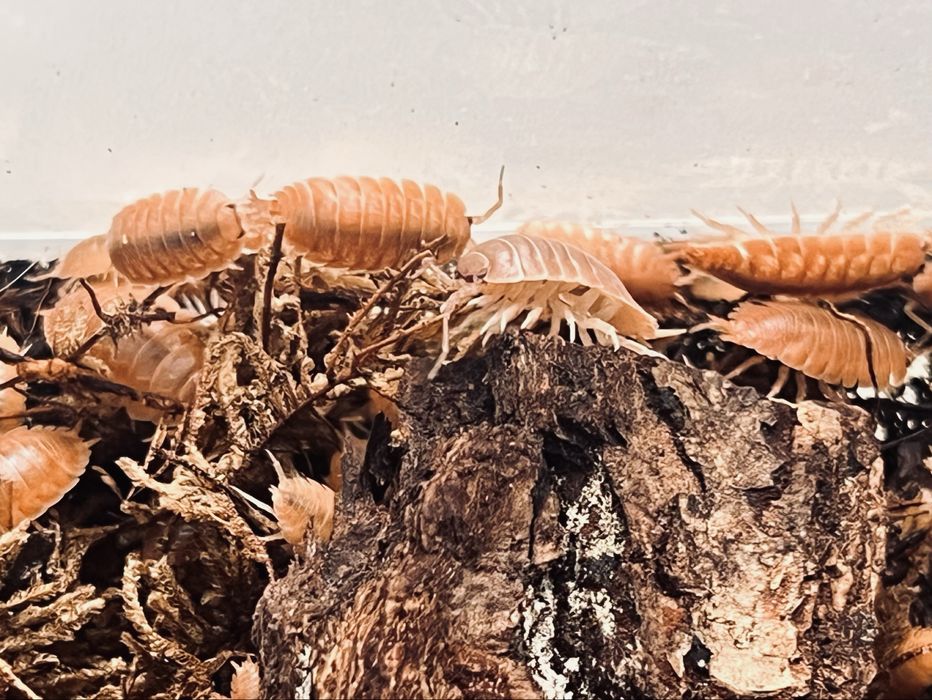 Porcellio laevis „Orange” – Isopody, Równonogi (Ekipa sprzątająca / Karmówka)