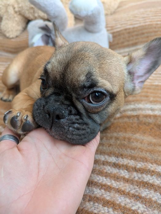 Чудова руденька міні  дівчинка в пошуку люблячої родини