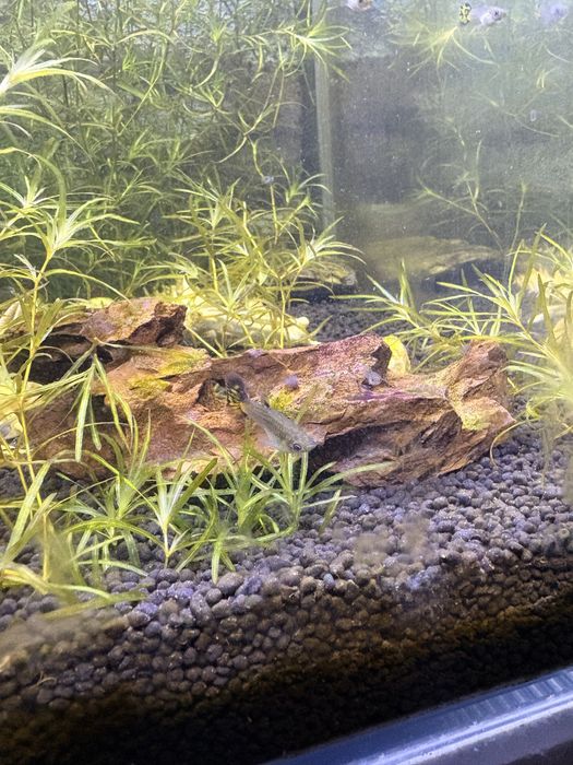 Guppy surtidos amarelo e laranja