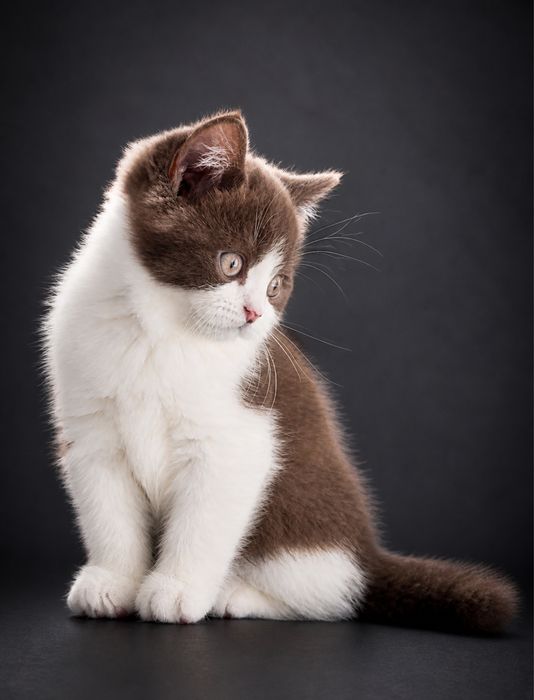 British Shorthair chocolate bicolor