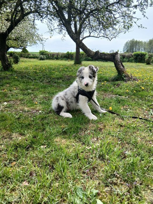 Border collie blue merle